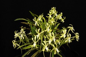 Vanda falcata (hort. var. Hisui) Midori AM/AOS 81 pts. Inflorescence